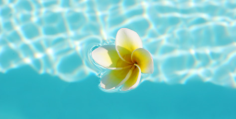 Image showing Frangipani