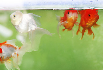 Image showing Gold fish