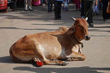 Image showing Cow