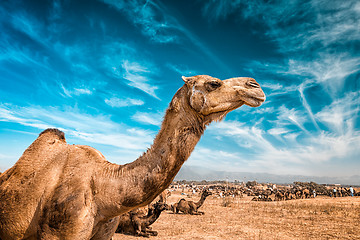 Image showing Camel  in India