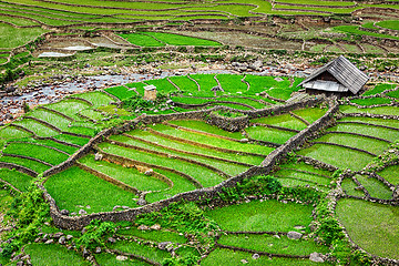 Image showing Rice field terraces