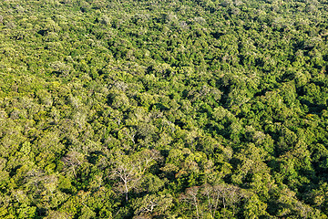 Image showing Aerial view of tropical forest