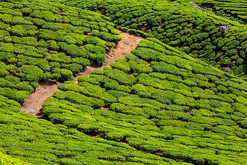 Image showing Tea plantations, India