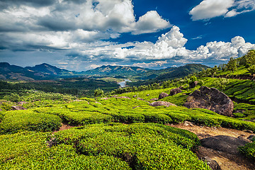 Image showing Tea plantations and river in hills,  Kerala, India