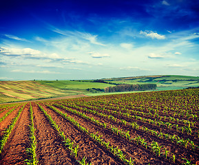 Image showing Rolling fields of Moravia