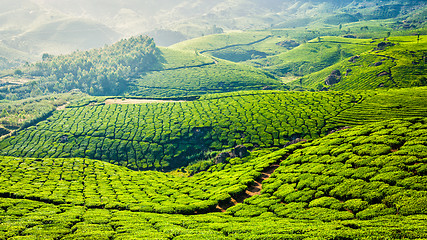 Image showing Green tea plantations in Munnar, Kerala, India