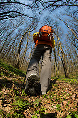 Image showing Male hiker looking to the side walking in forest