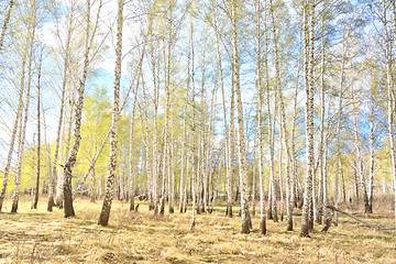 Image showing spring birch forest