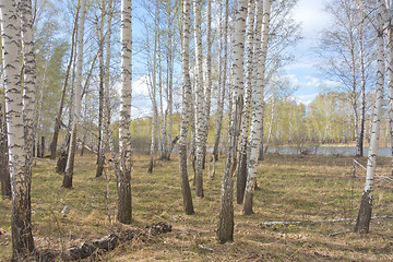 Image showing spring birch forest