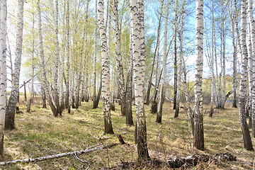 Image showing spring birch forest