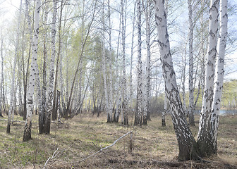 Image showing spring birch forest