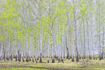 Image showing spring birch forest