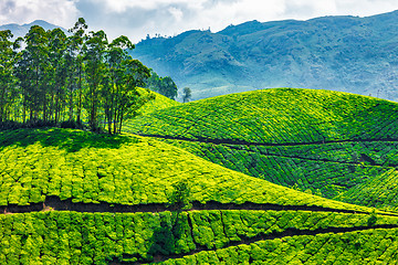 Image showing Tea plantations