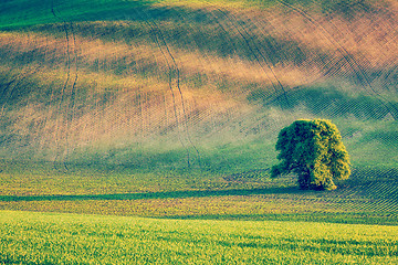 Image showing Lonely tree in olling fields