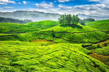 Image showing Green tea plantations in India