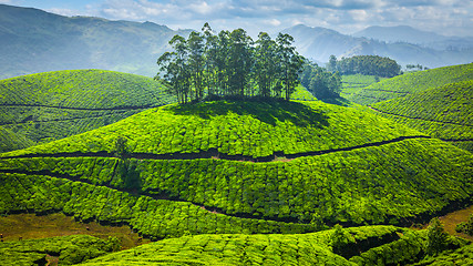 Image showing Green tea plantations in India