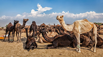 Image showing Camels at Pushkar Mela Camel Fair,  India