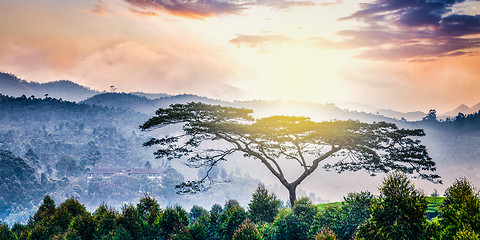 Image showing Lonely tree on sunrise in hills