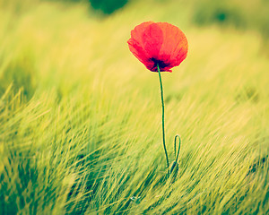 Image showing Red poppy in field