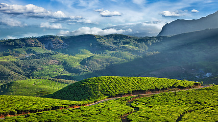 Image showing Green tea plantations in India