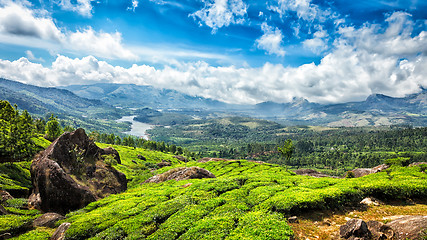 Image showing Green tea plantations