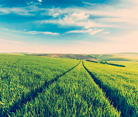 Image showing Green fields of Moravia