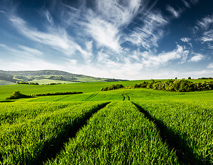 Image showing Green fields of Moravia