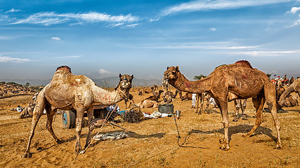 Image showing Camels at Pushkar Mela Camel Fair,  India