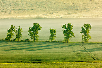 Image showing Moravian rolling landscape with trees in morning