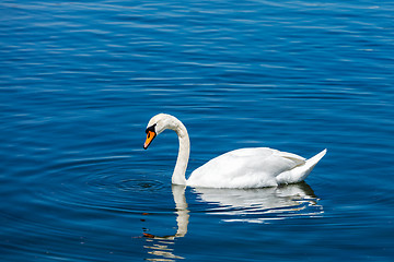 Image showing Mute Swan Cygnus olor in lake