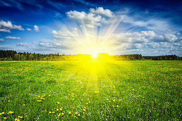 Image showing Summer meadow