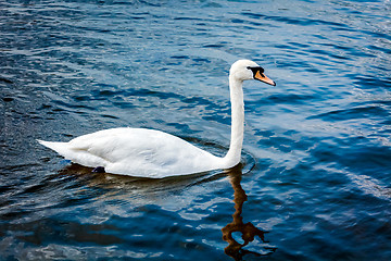 Image showing Mute Swan Cygnus olor in lake