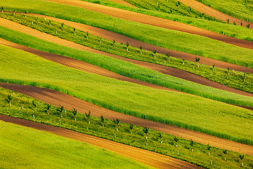 Image showing Striped fields of South Moravia