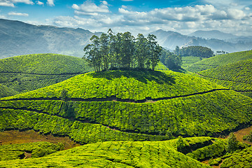 Image showing Tea plantations