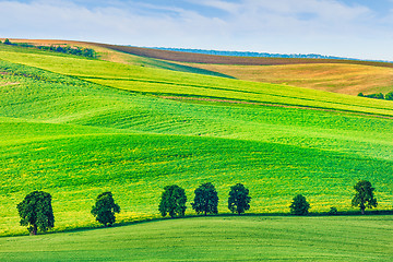 Image showing Rolling landscape of South Moravia with trees.