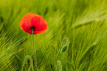 Image showing Red poppy in field