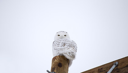 Image showing Snowy Owl on Fence Post