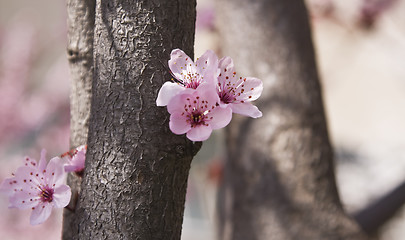 Image showing Abstract spring forest