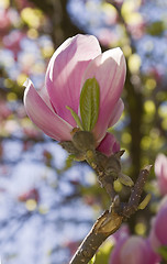 Image showing Magnolia