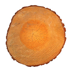 Image showing Wood section with growth rings isolated