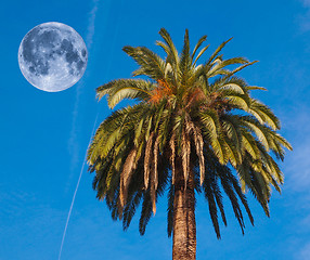 Image showing Palm tree and moon