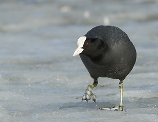 Image showing Common Coot on the ice