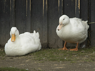 Image showing Ducks