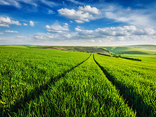 Image showing Green fields of Moravia