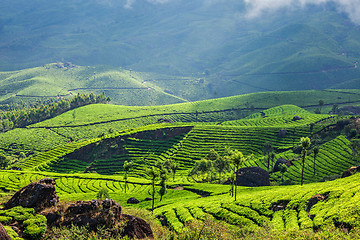 Image showing Tea plantations in Kerala, India