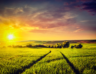 Image showing Sunset in field