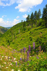 Image showing jeseniky mountains nature