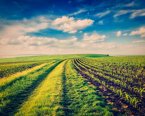 Image showing Rolling fields of Moravia