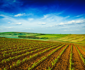 Image showing Rolling fields of Moravia