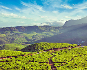 Image showing Green tea plantations in India